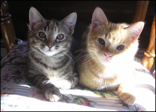 2 kittens orange tabby and torbie